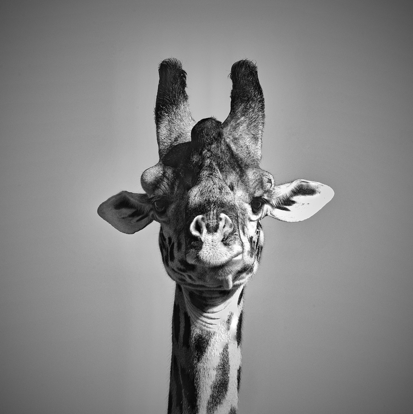 自然面孔—长颈鹿.png