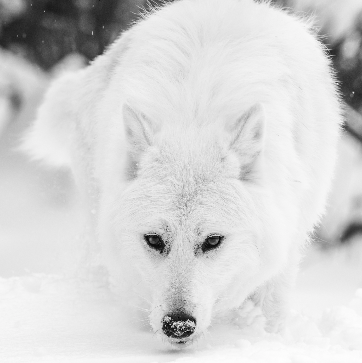 自然面孔—北极狼.png