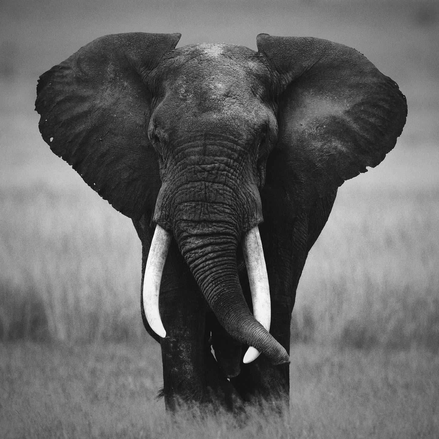 自然面孔—非洲象.png